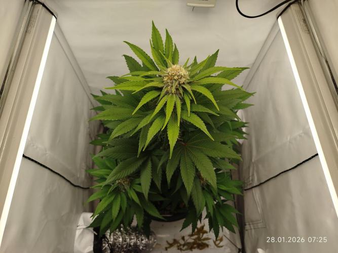 Big Bud 🥦. Week 8