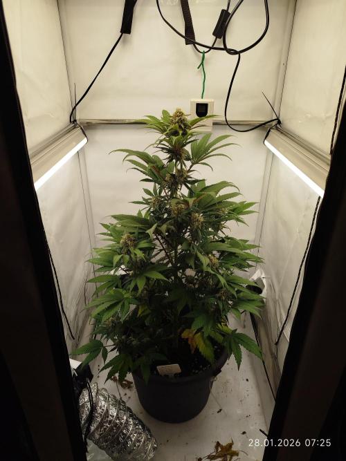 Big Bud 🥦. Week 8