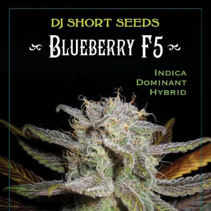 DJ Short - Blueberry Regular F5. Week 0 - Coming soon