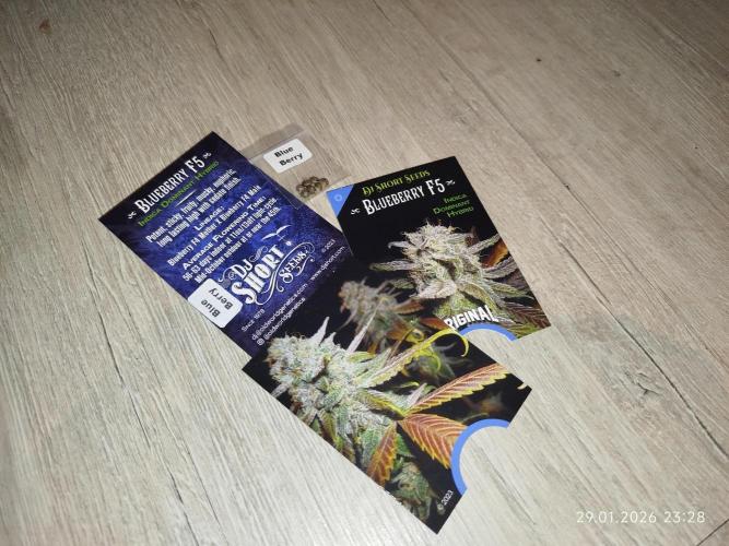 DJ Short - Blueberry Regular F5. Week 0