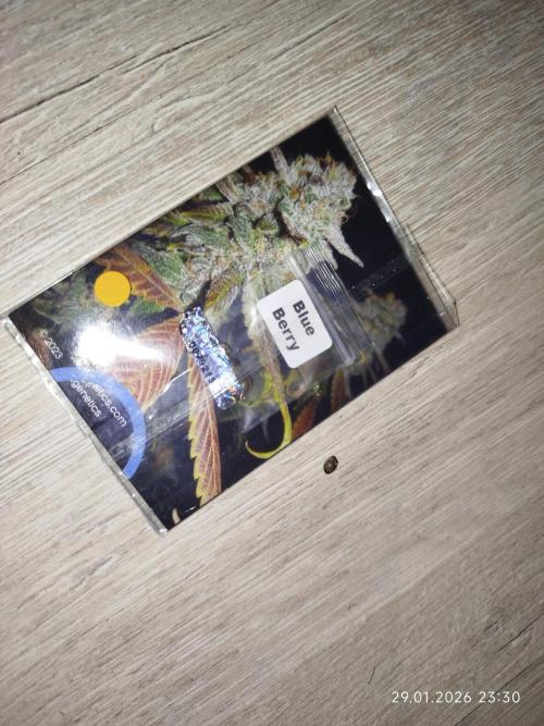 DJ Short - Blueberry Regular F5. Week 0