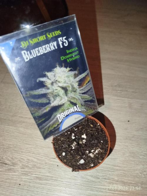 DJ Short - Blueberry Regular F5. Week 0