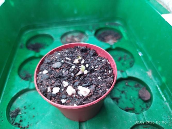 DJ Short - Blueberry Regular F5. Week 0