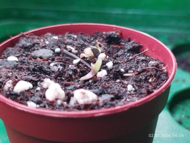 DJ Short - Blueberry Regular F5. Week 0