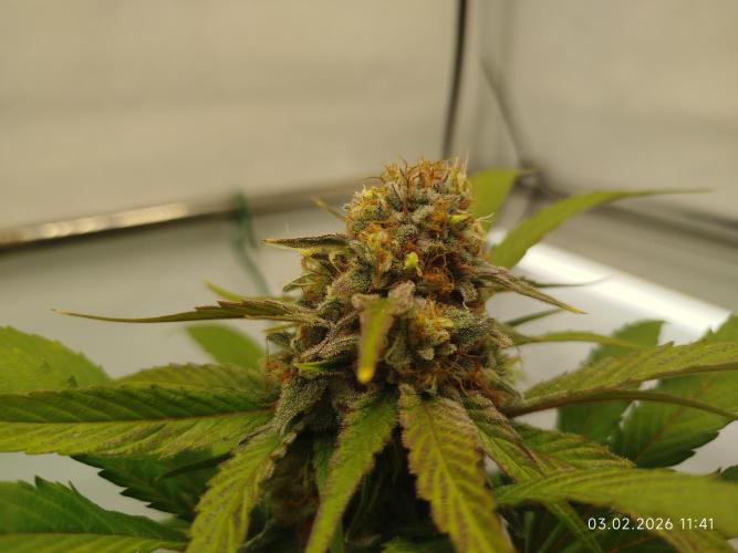 Big Bud 🥦. Week 9