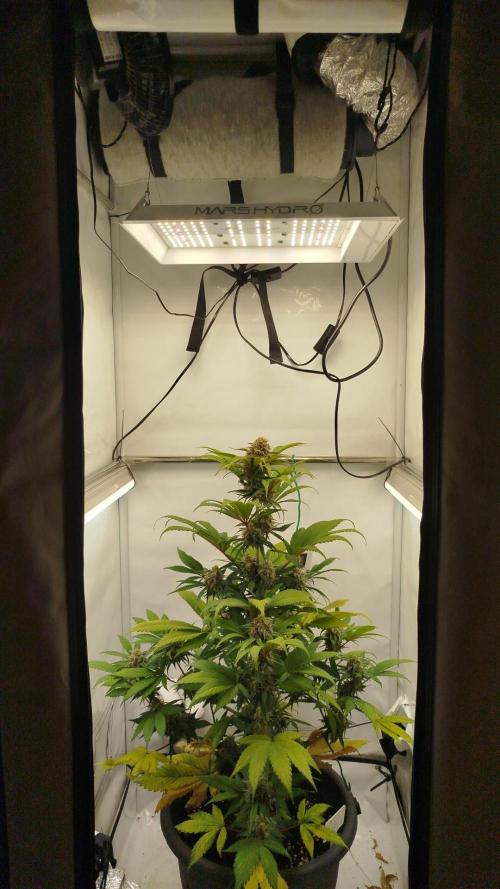 Big Bud 🥦. Week 9