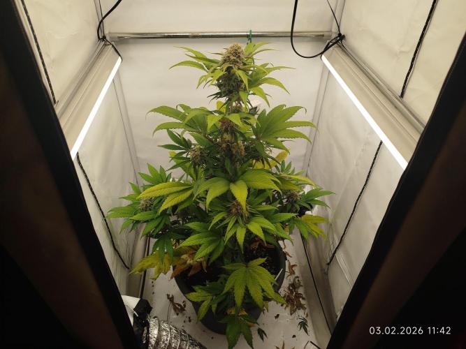 Big Bud 🥦. Week 9