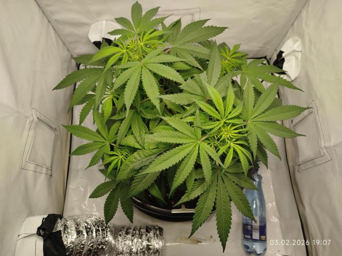 Ghetto Tanne #4. Week 10