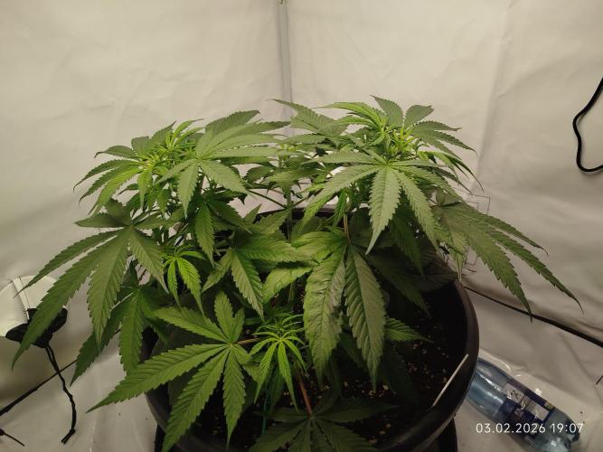 Ghetto Tanne #4. Week 10