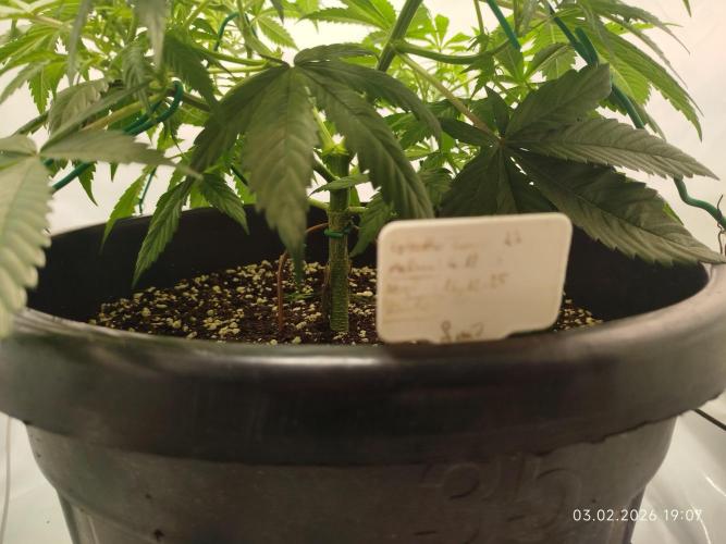 Ghetto Tanne #4. Week 10