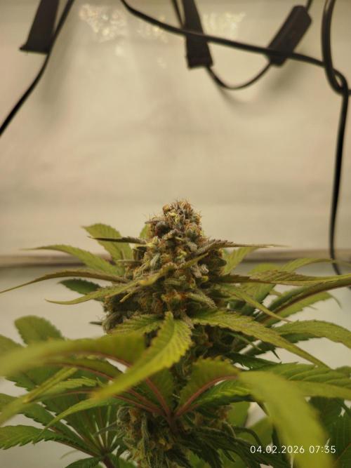 Big Bud 🥦. Week 9 - Blütetag 60