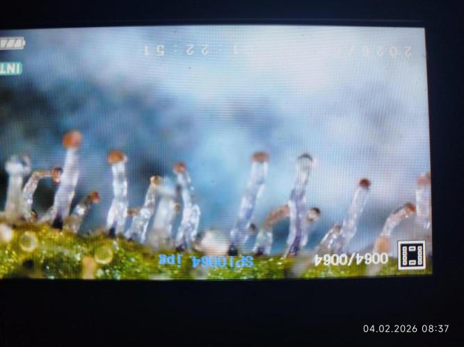 Big Bud 🥦. Week 10 - Time to say goodbye 