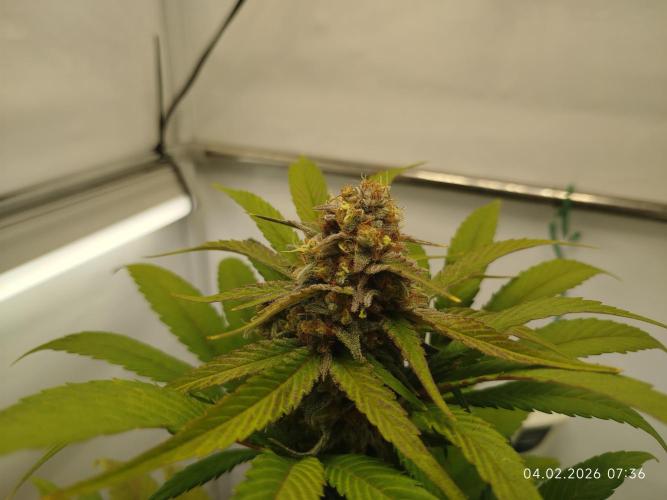 Big Bud 🥦. Week 10