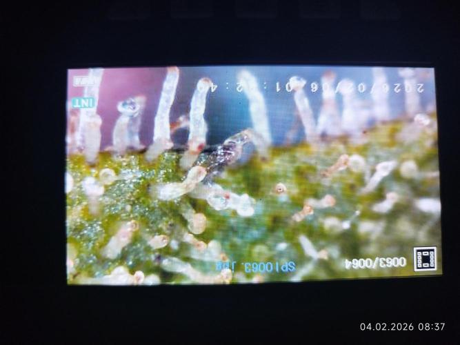 Big Bud 🥦. Week 10