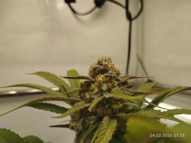 Big Bud 🥦. Week 10