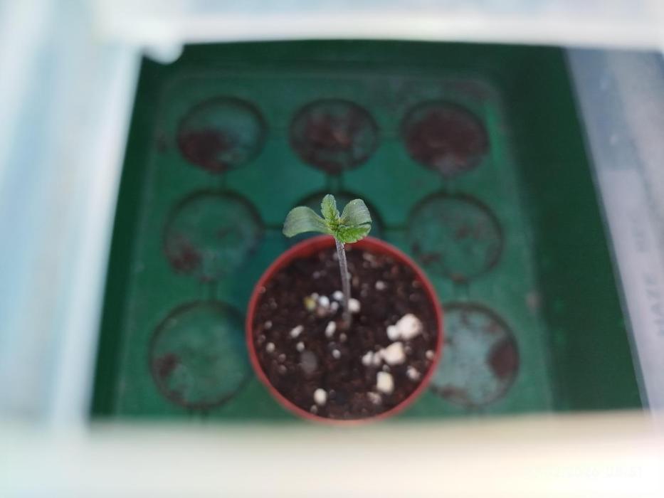 DJ Short - Blueberry Regular F5. Week 1