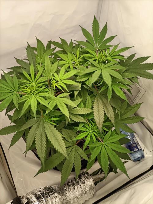 Ghetto Tanne #4. Week 11