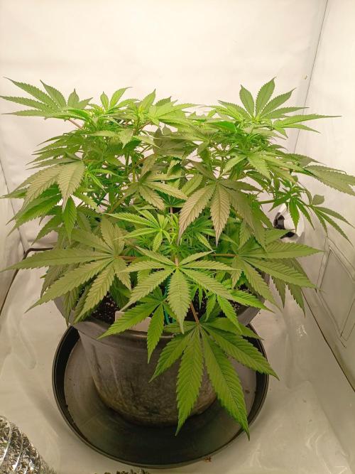 Ghetto Tanne #4. Week 11