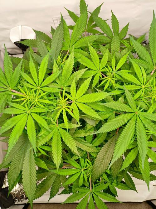 Ghetto Tanne #4. Week 11