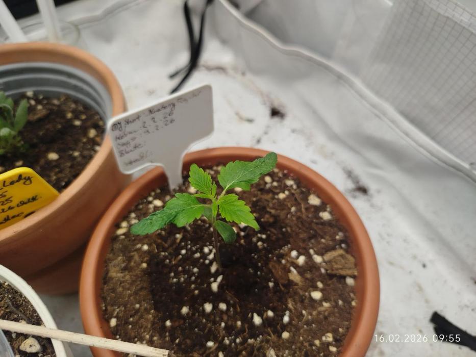 DJ Short - Blueberry Regular F5. Week 2