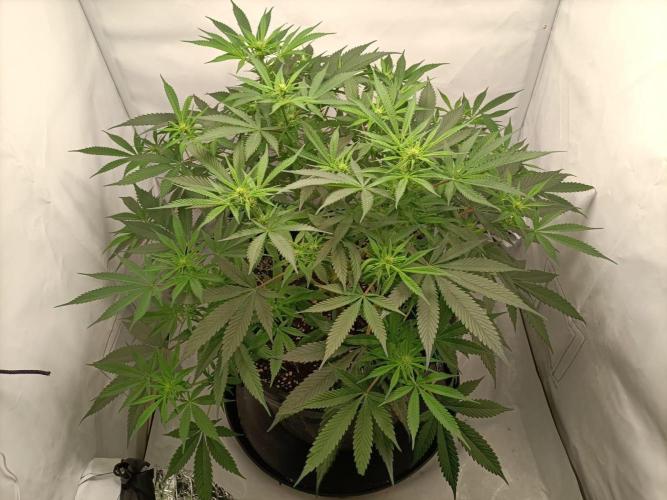 Ghetto Tanne #4. Week 12