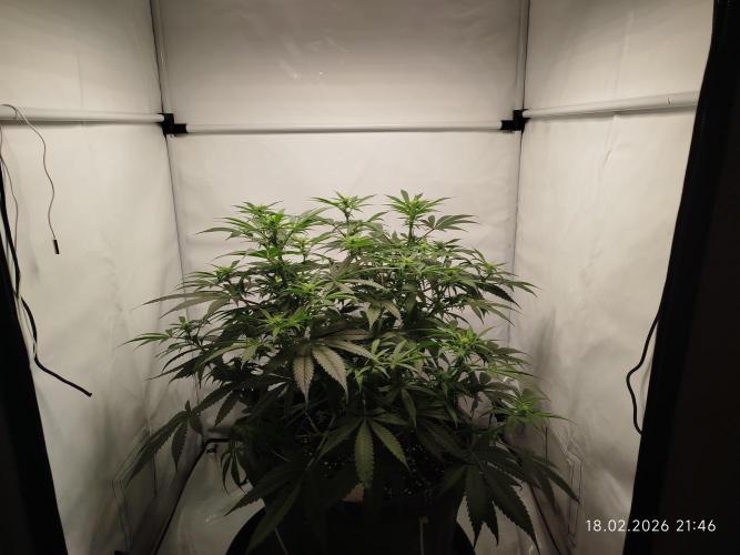 Ghetto Tanne #4. Week 12