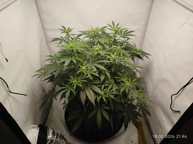 Ghetto Tanne #4. Week 12