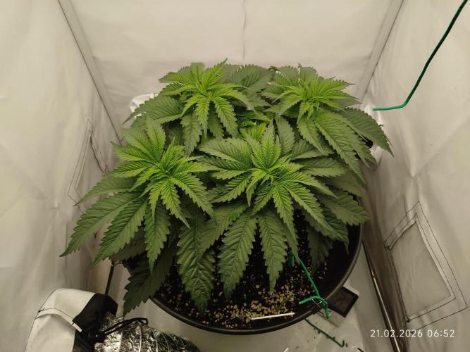 Pinky 💣. Week 8