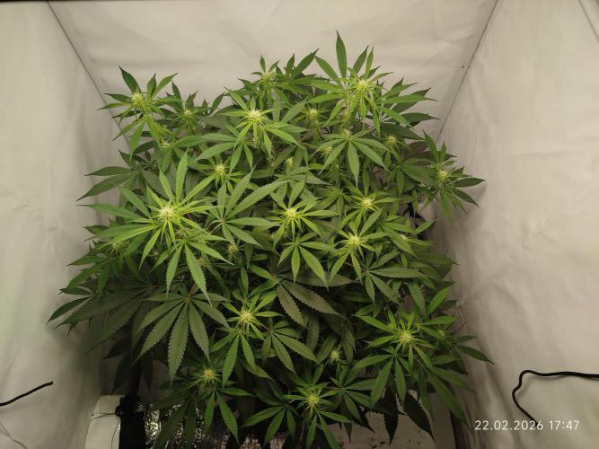 Ghetto Tanne #4. Week 13