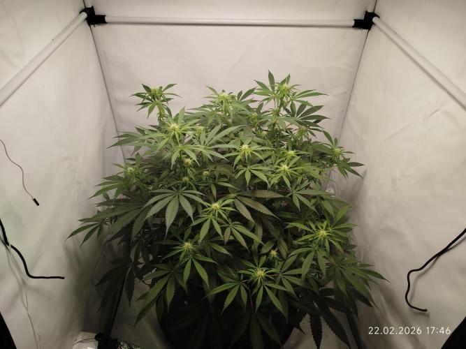 Ghetto Tanne #4. Week 13