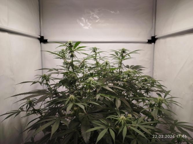Ghetto Tanne #4. Week 13