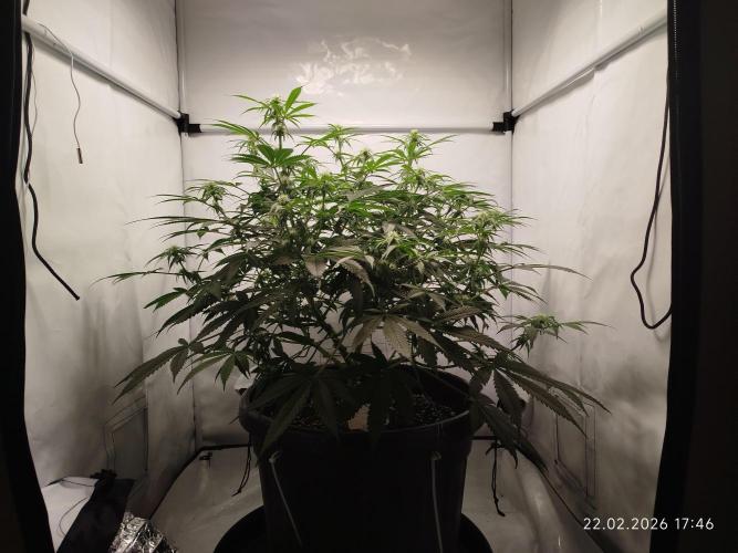 Ghetto Tanne #4. Week 13