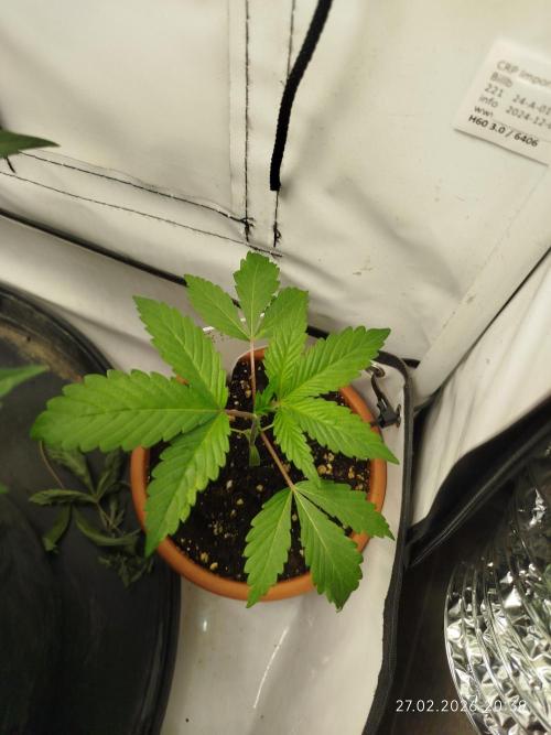 DJ Short - Blueberry Regular F5. Week 3