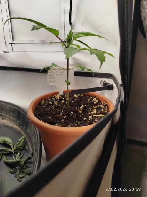 DJ Short - Blueberry Regular F5. Week 3