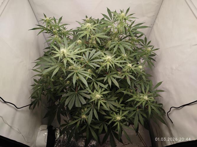Ghetto Tanne #4. Week 14
