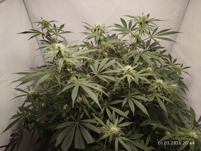 Ghetto Tanne #4. Week 14