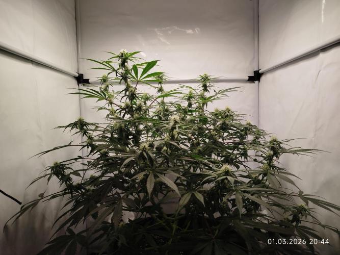 Ghetto Tanne #4. Week 14