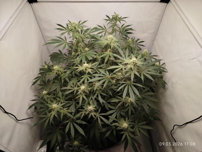 Ghetto Tanne #4. Week 15