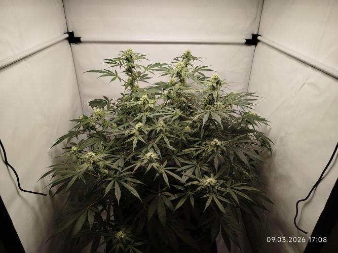 Ghetto Tanne #4. Week 15