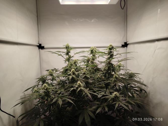 Ghetto Tanne #4. Week 15