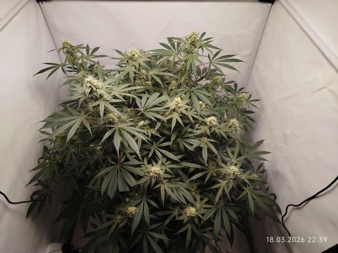 Ghetto Tanne #4. Week 16