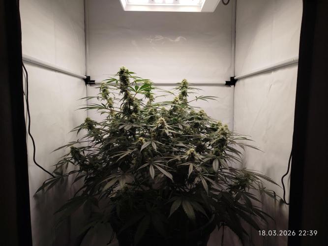 Ghetto Tanne #4. Week 16