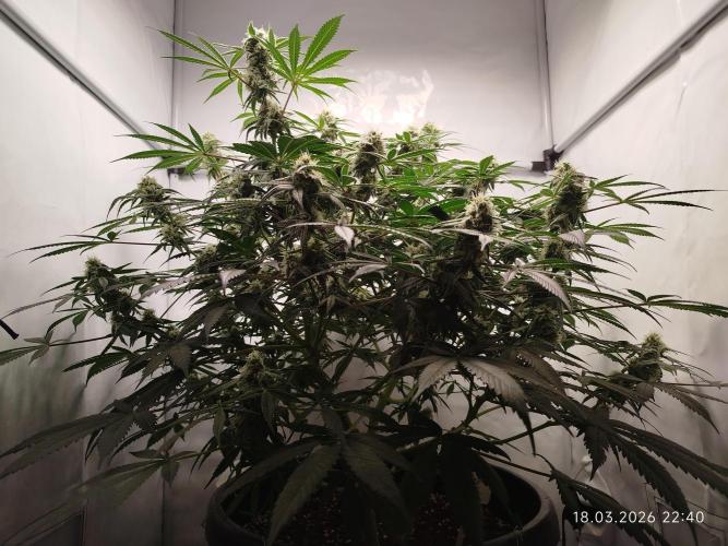 Ghetto Tanne #4. Week 16
