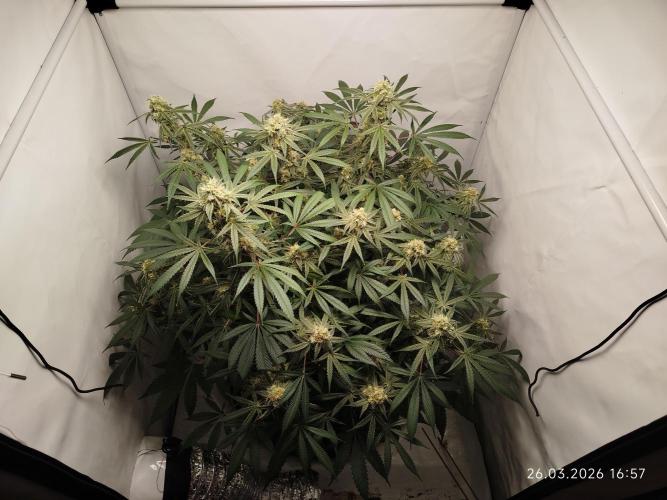 Ghetto Tanne #4. Week 17