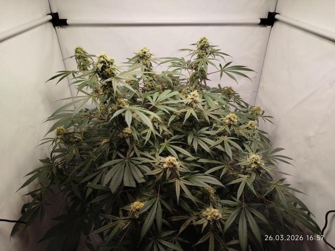 Ghetto Tanne #4. Week 17