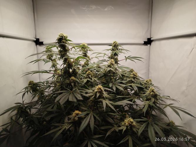 Ghetto Tanne #4. Week 17