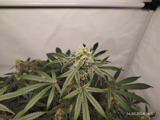 Ghetto Tanne #4. Week 17