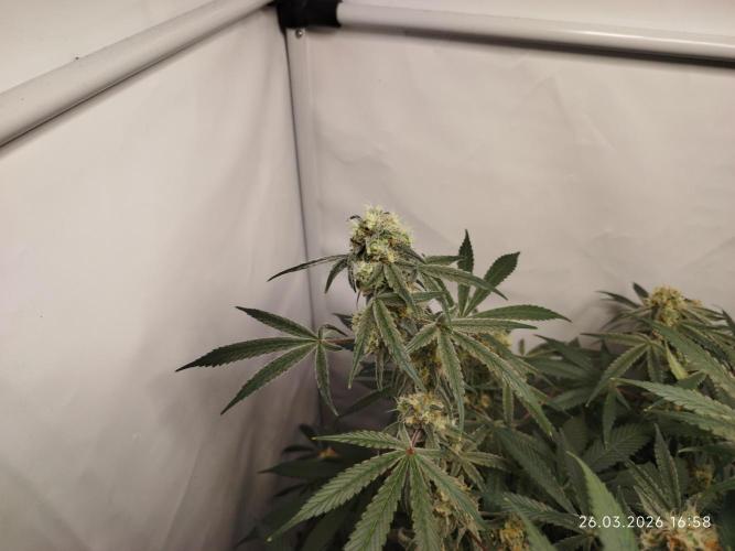 Ghetto Tanne #4. Week 17