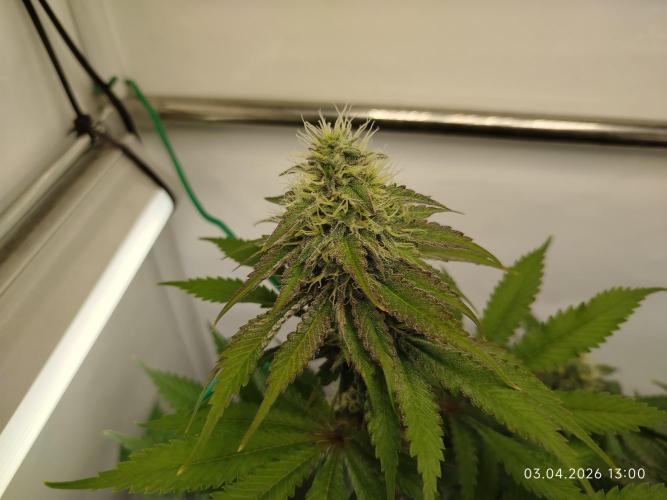 Pinky 💣. Week 14
