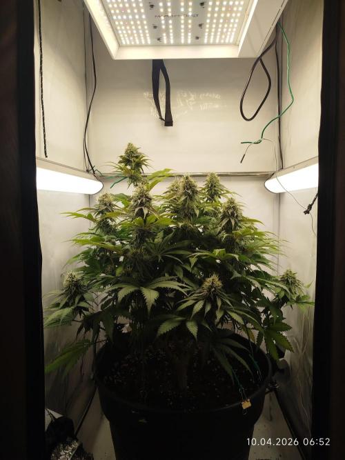 Pinky 💣. Week 15